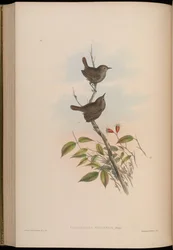 Troglodytes nipalensis = Troglodytes troglodytes nipalensis